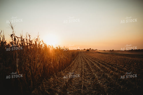 Partially Picked Corn Field at Sunset 3424