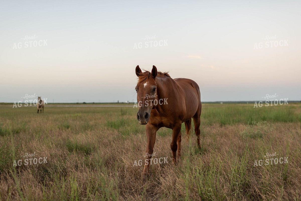 Horse on Pasture 59115