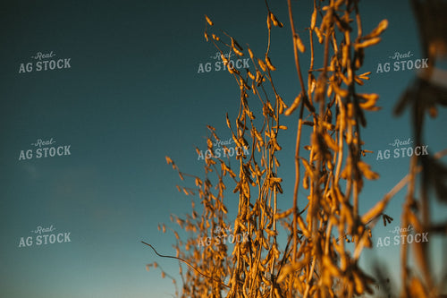Dried Soybeans in Partially Harvested Field 5086