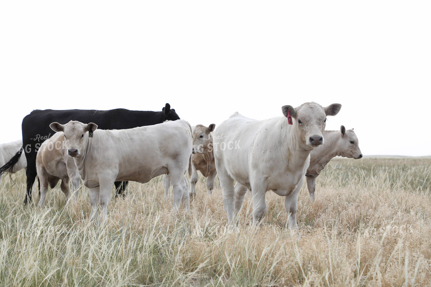 Cross Cattle on Pasture 117253