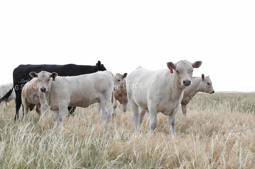 Cross Cattle on Pasture 117253
