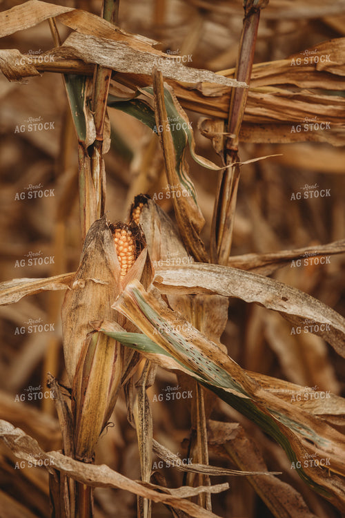 Dried Ear of Corn 3330
