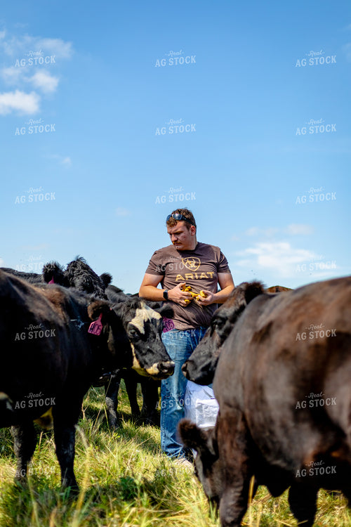Farmer Giving Cattle Mineral Pellets 155272