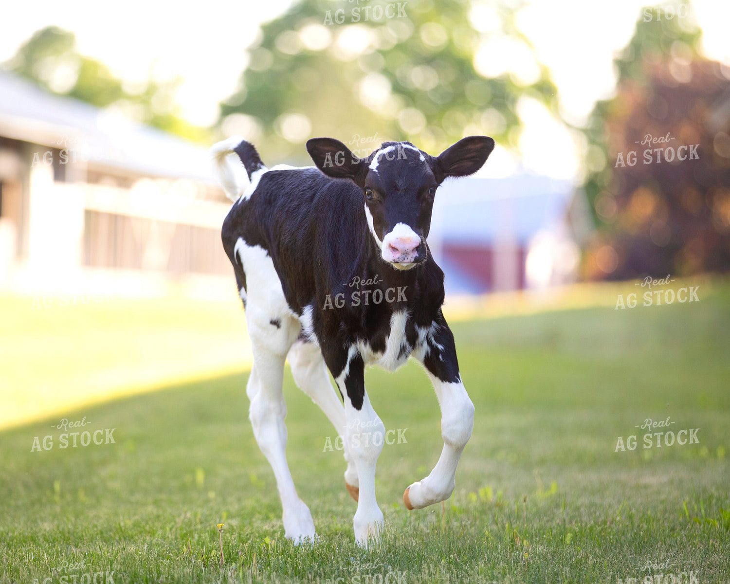 Holstein Calf Running 55248