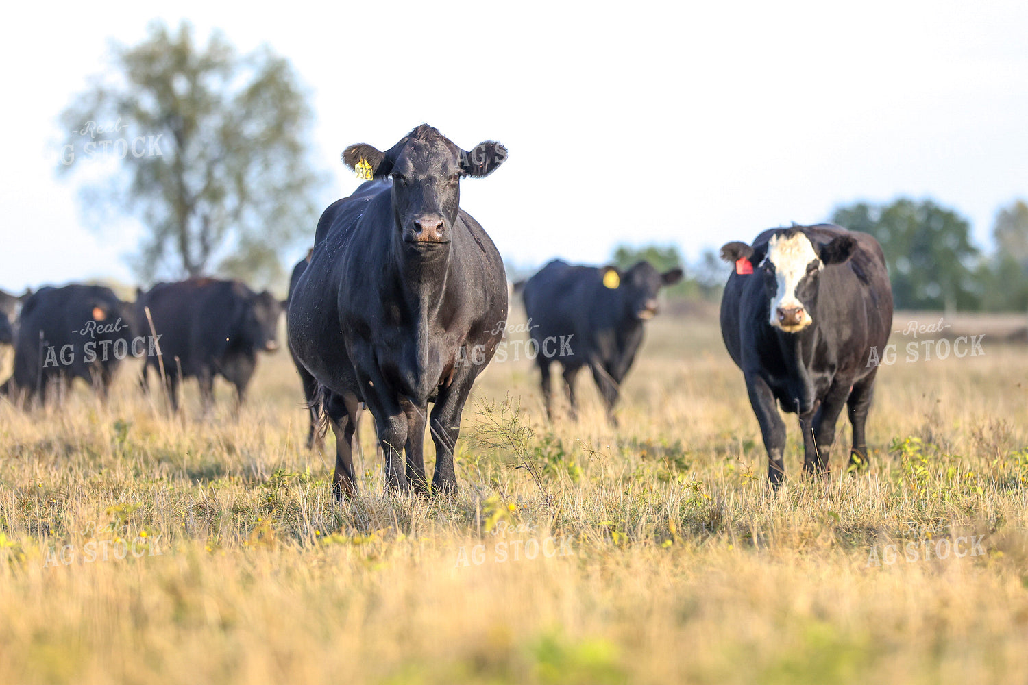Cattle on Pasture 160435