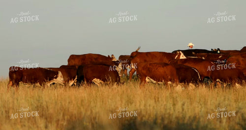 Ranchers Moving Cattle 6519