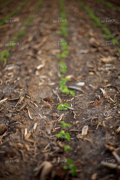 Spring Soybeans 93193