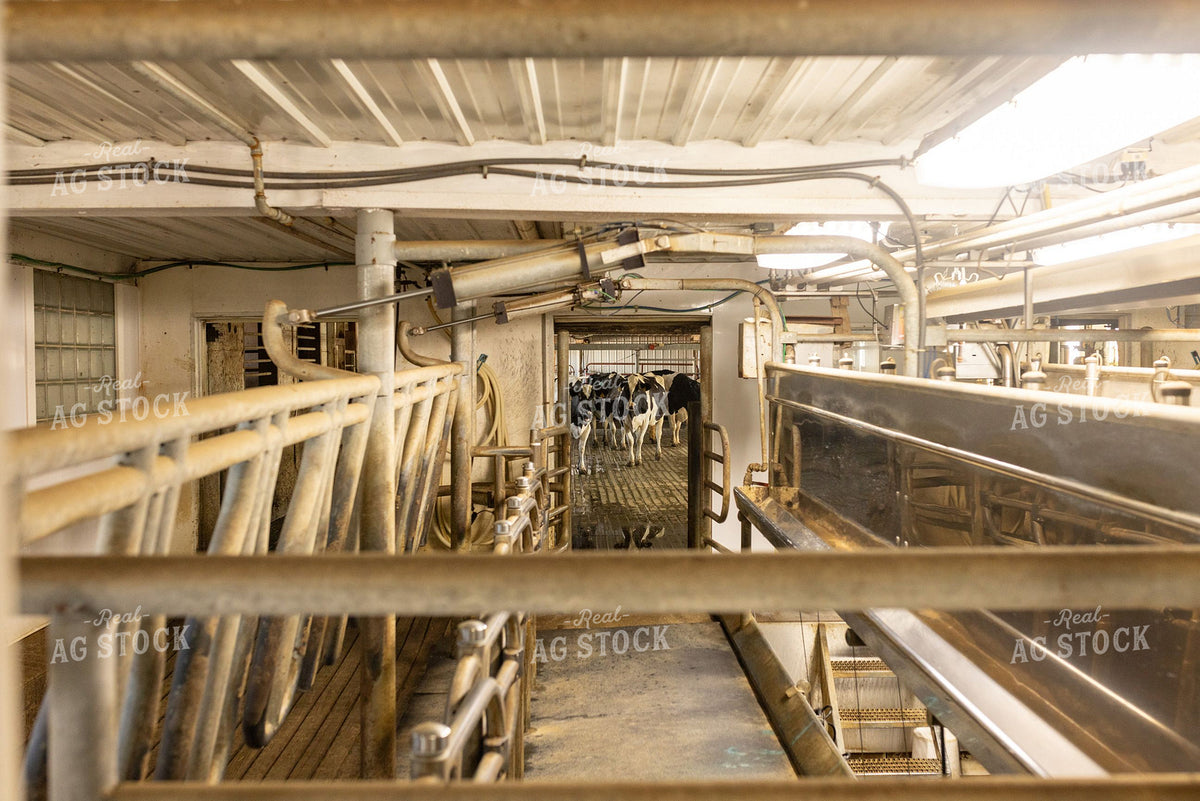Holstein Dairy Cows Entering Milking Parlor 405026