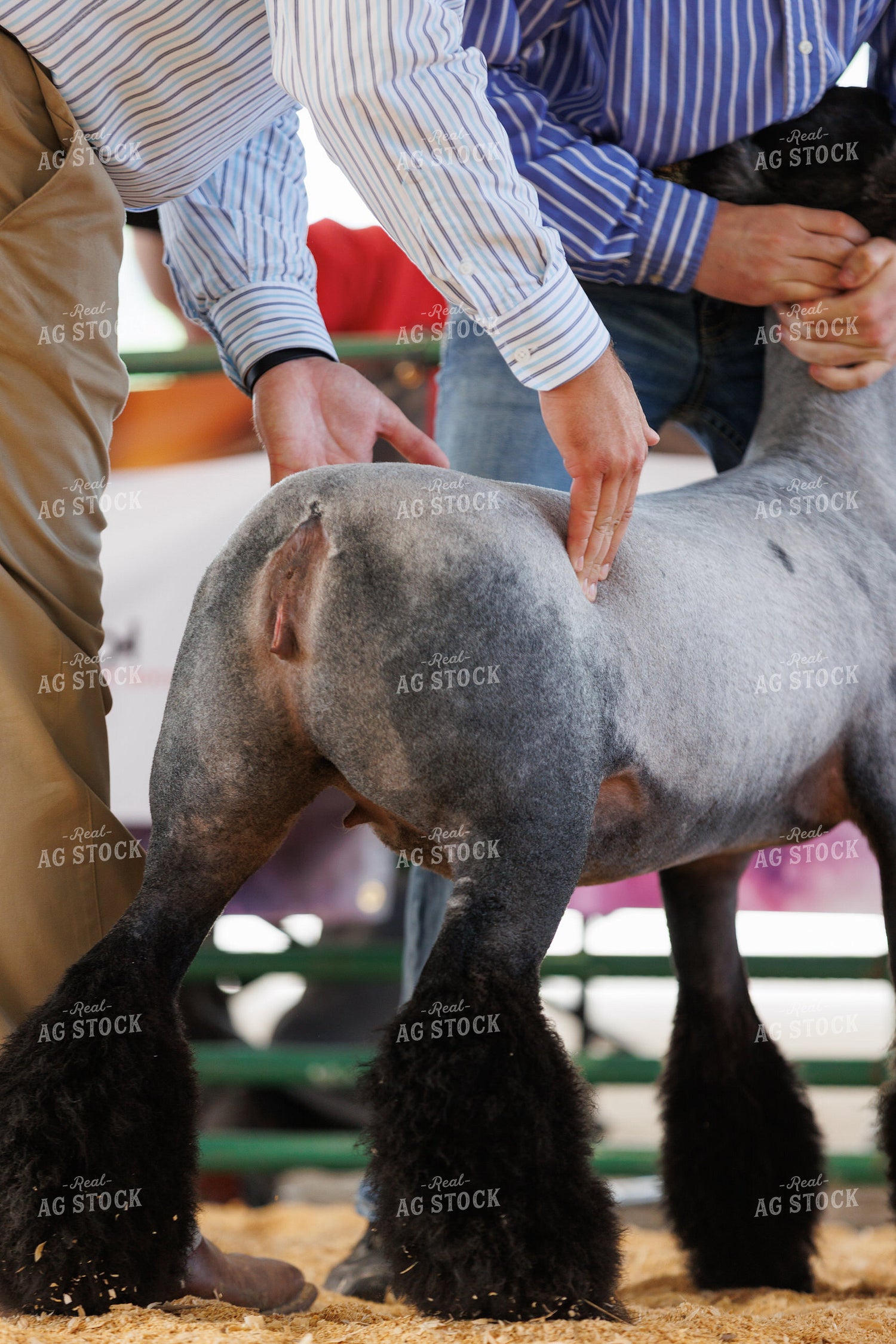 Judging Sheep Show 295119