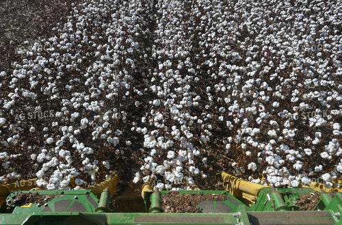 Cotton Harvest 149034