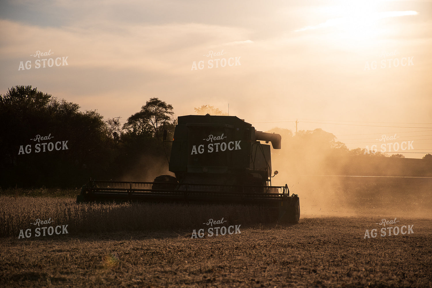Soybean Harvest 50297