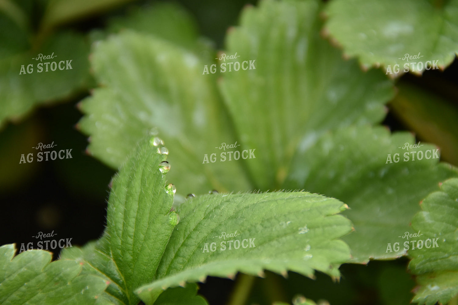 Strawberry Leaves 84103