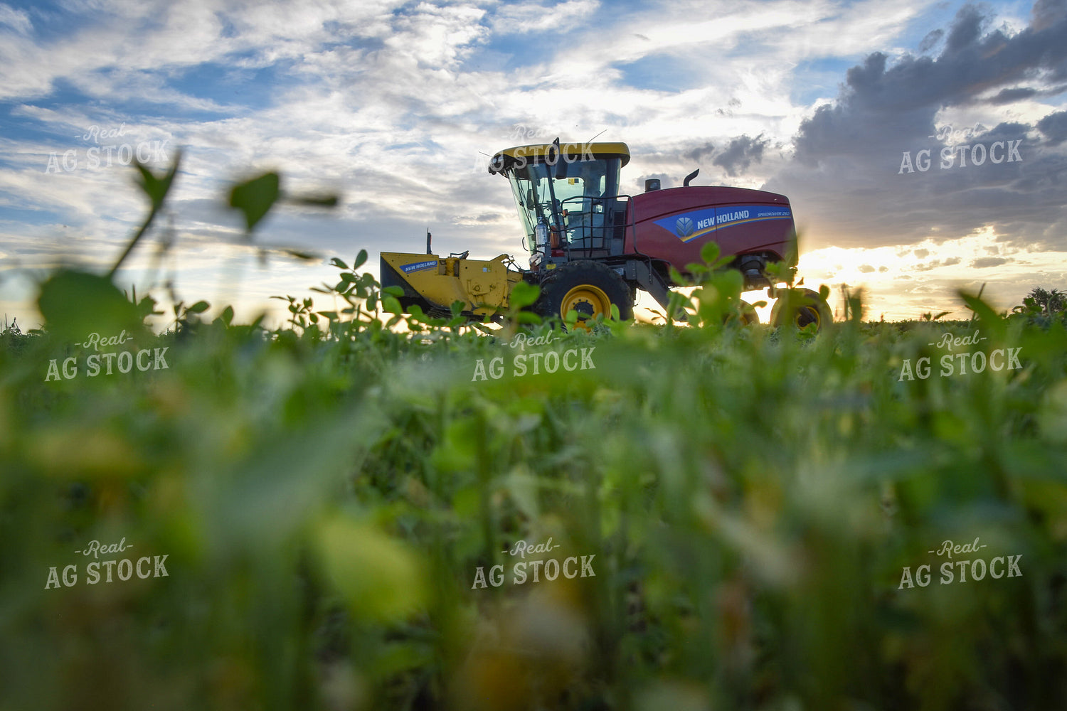 Cutting Alfalfa Hay  56342