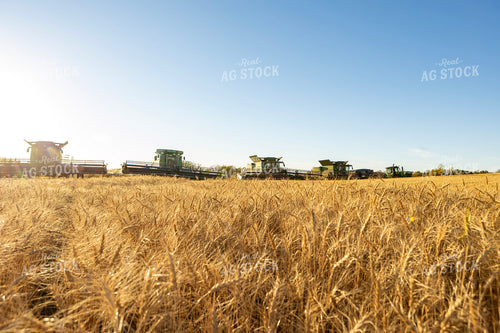 Wheat Harvest 187322