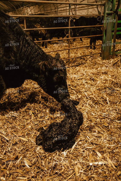 Newborn Calf and Cow 67587