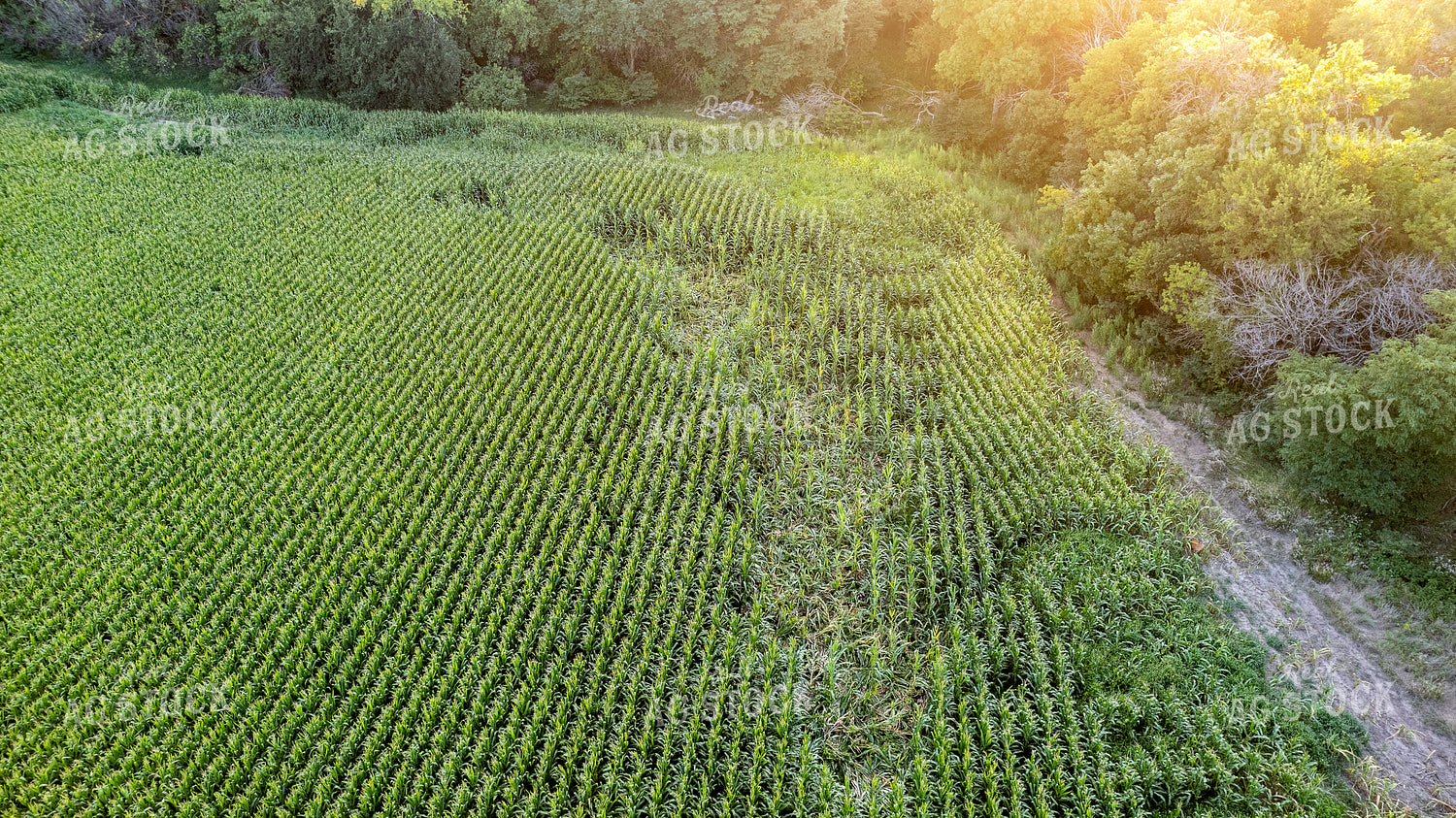 Aerial of Downed Corn 65439