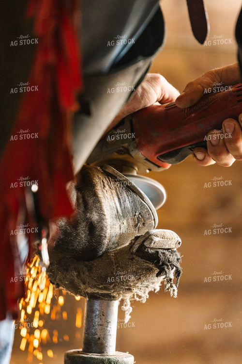 Farrier Fitting Horseshoes 52737
