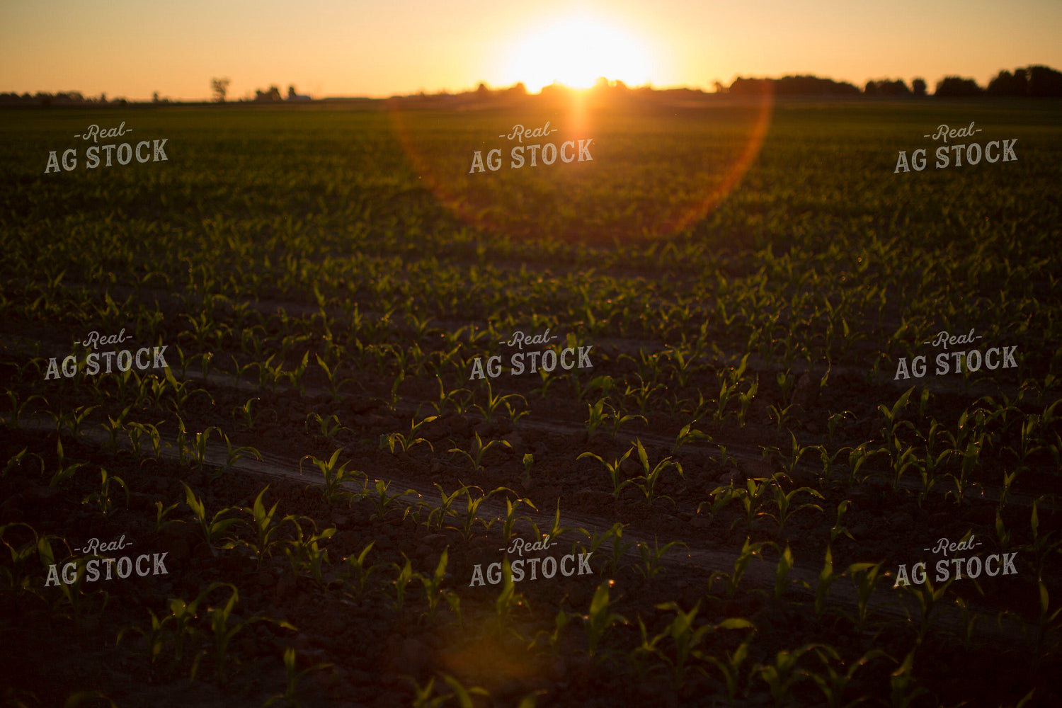 Corn - Early Growth 1077