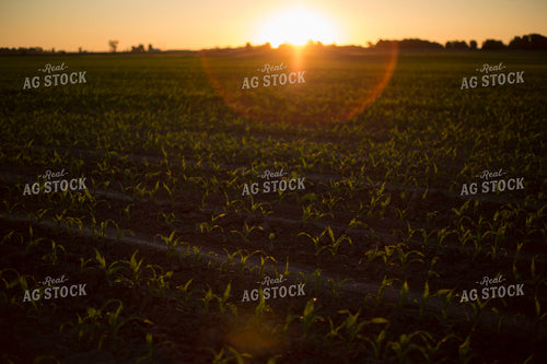Corn - Early Growth 1077