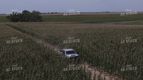Driving Through Wind Damaged Corn 239368