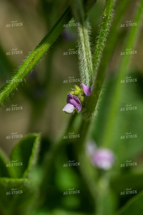 Up Close Soybean Plant With Purple Flowers 76195