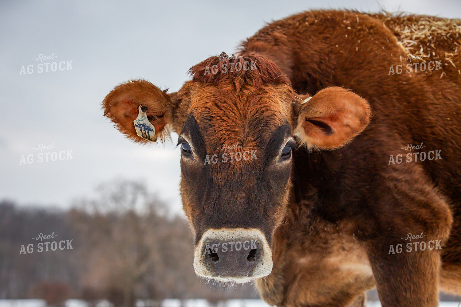 Jersey Cow in Snow 270673