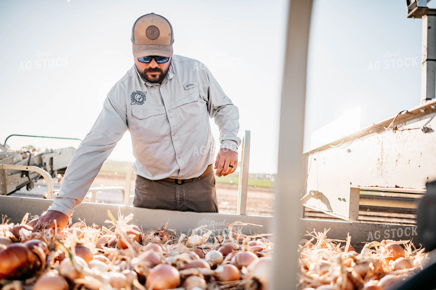 Onion Harvest 56737