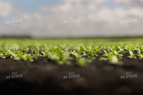 Spring Mix Lettuce Field 7332