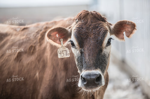 Brown Swiss Cow 250144