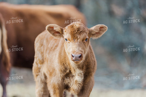 Red Angus Calf  131025