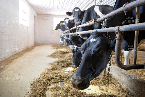 Dairy Cows in Barn 55035
