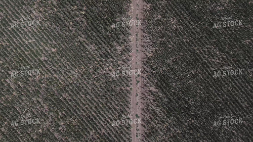 Driving Through Wind Damaged Corn 239373