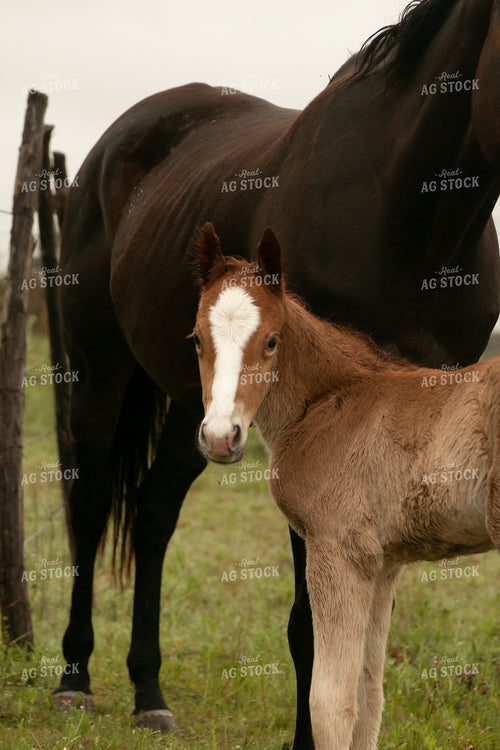 Foal 205028