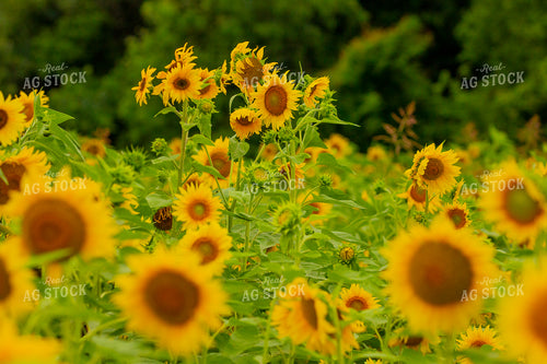 Sunflowers 291134