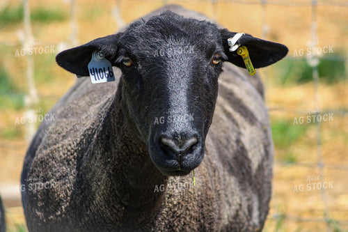 Sheep 84248