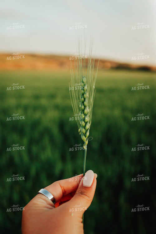 Wheat Close Up 83162