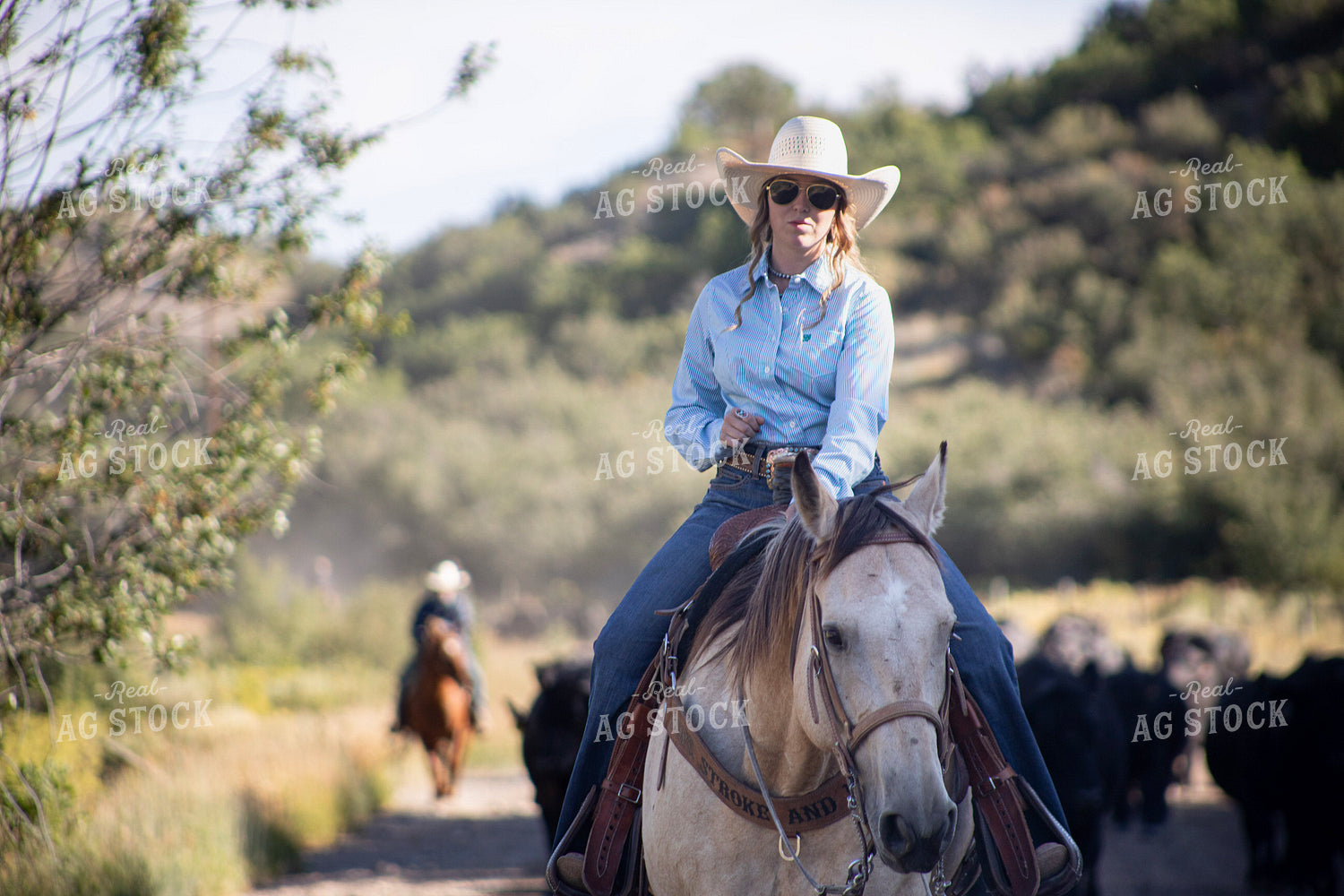 Cowgirl on Cattle Drive 117377