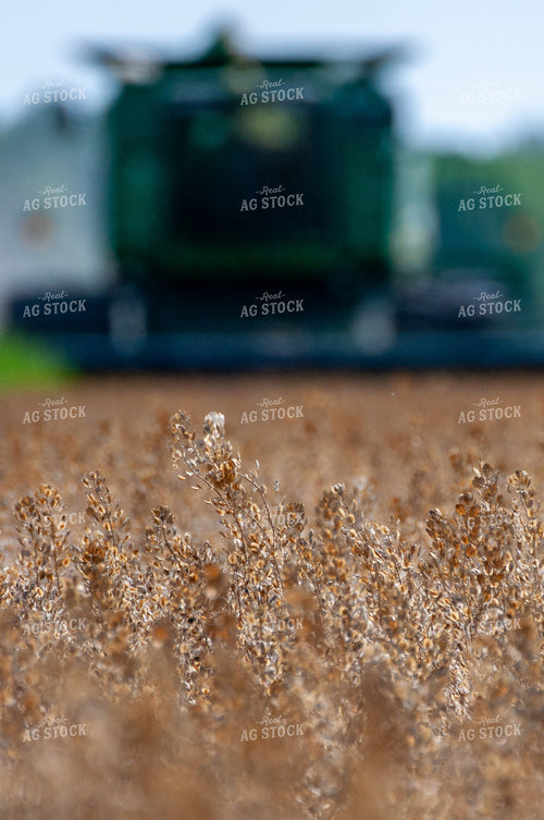 Dried Pennycress Before Harvest 103080