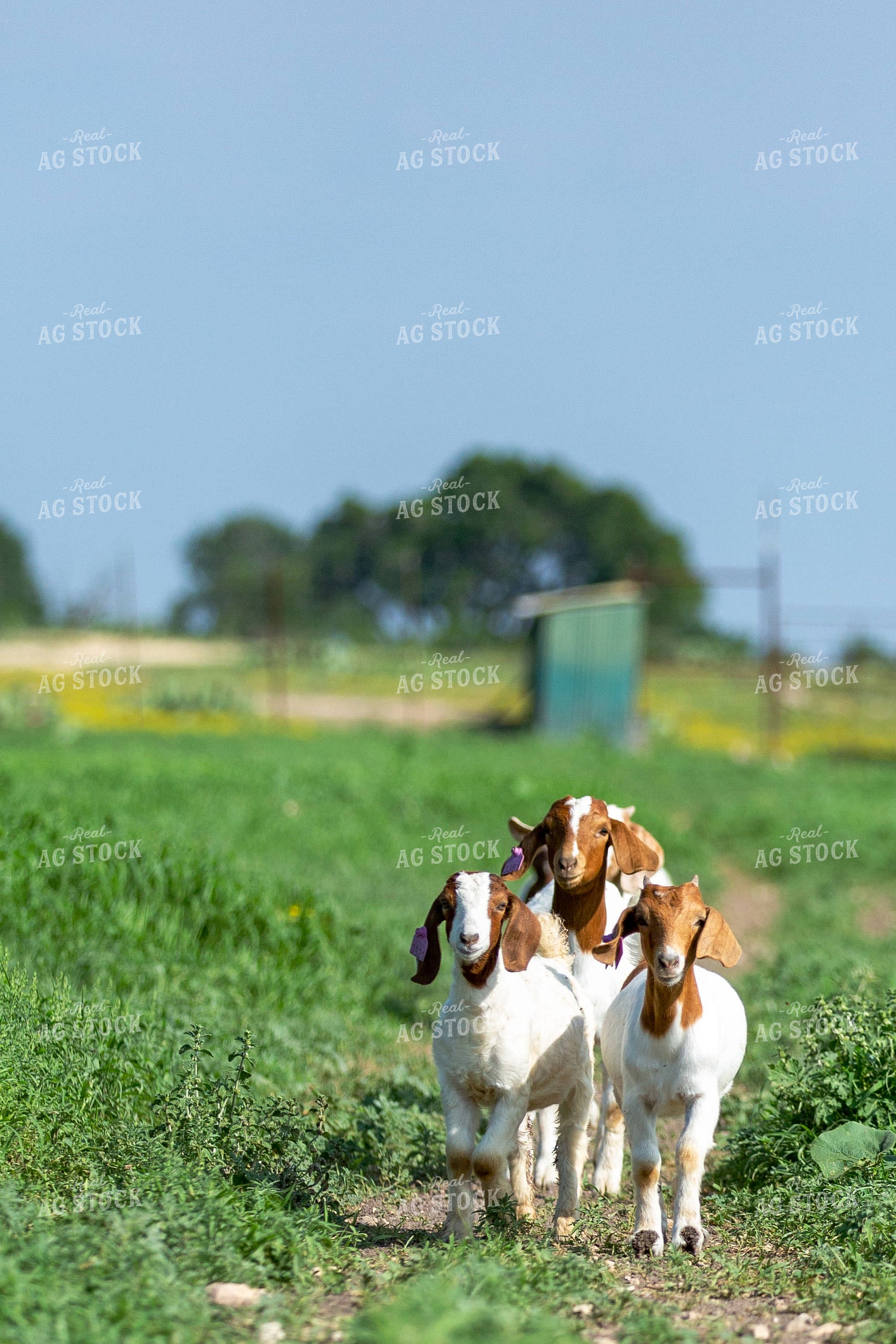 Boer Goats 134039