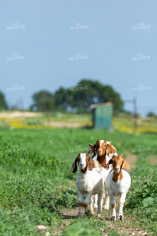 Boer Goats 134039