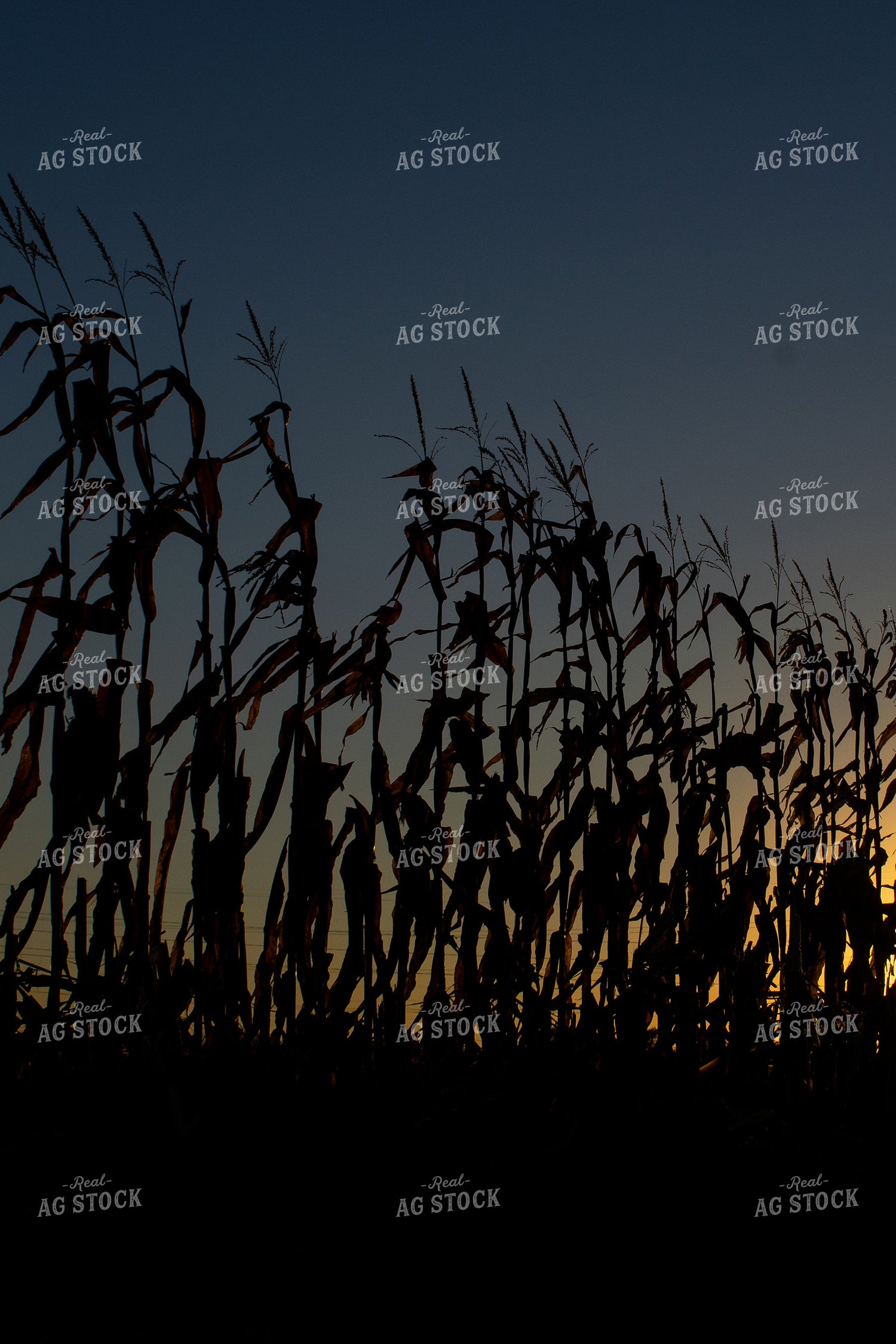 Cornstalk Silhouette 50012