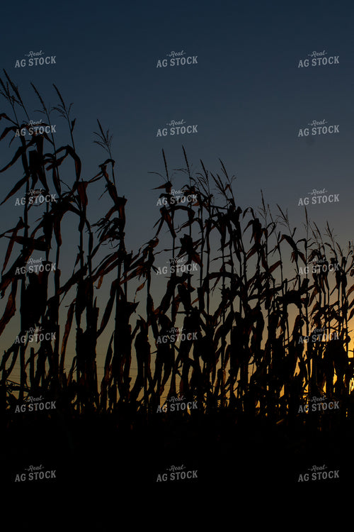 Cornstalk Silhouette 50012