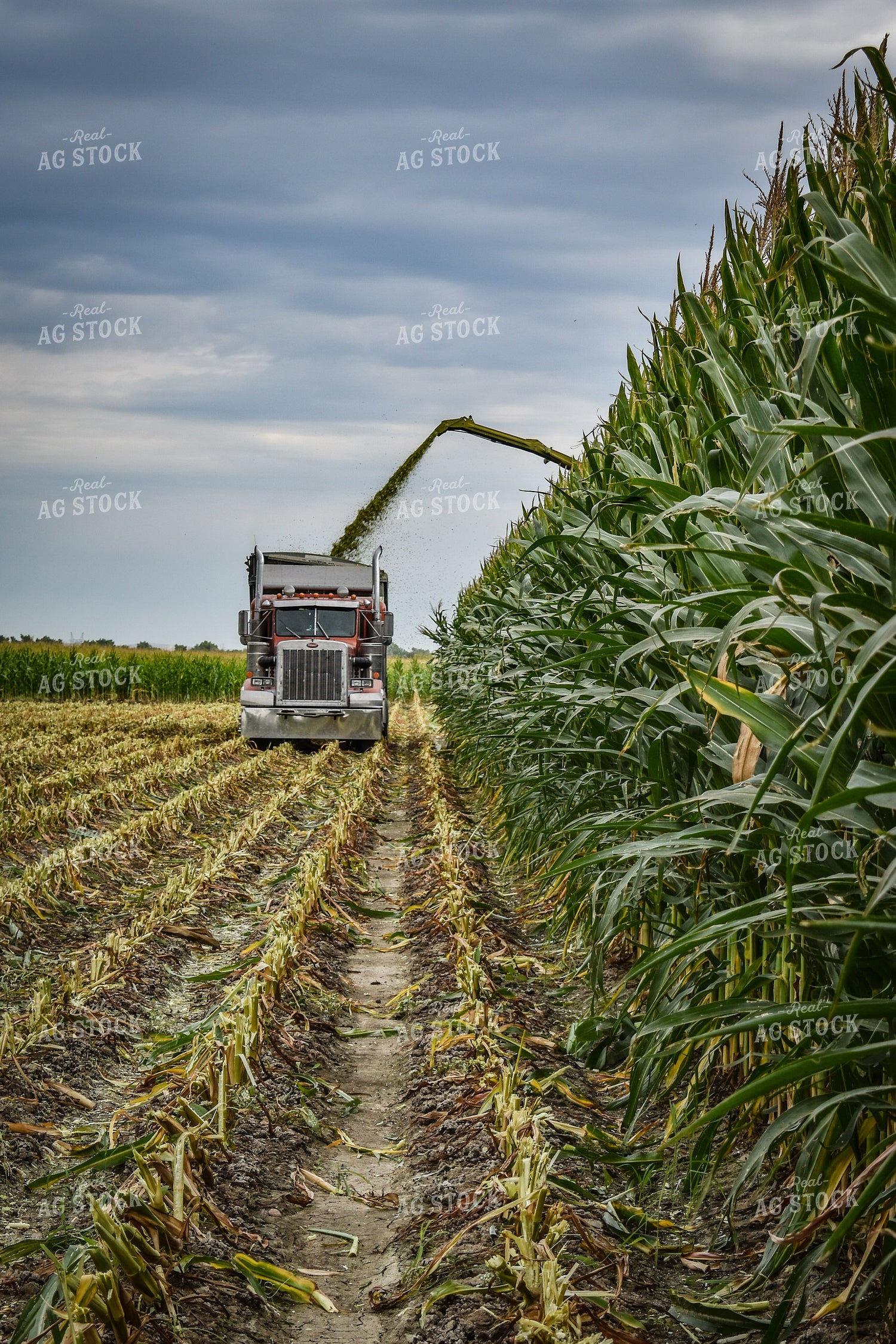 Silage Harvest 56236
