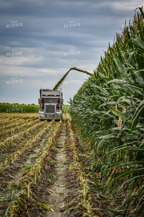 Silage Harvest 56236