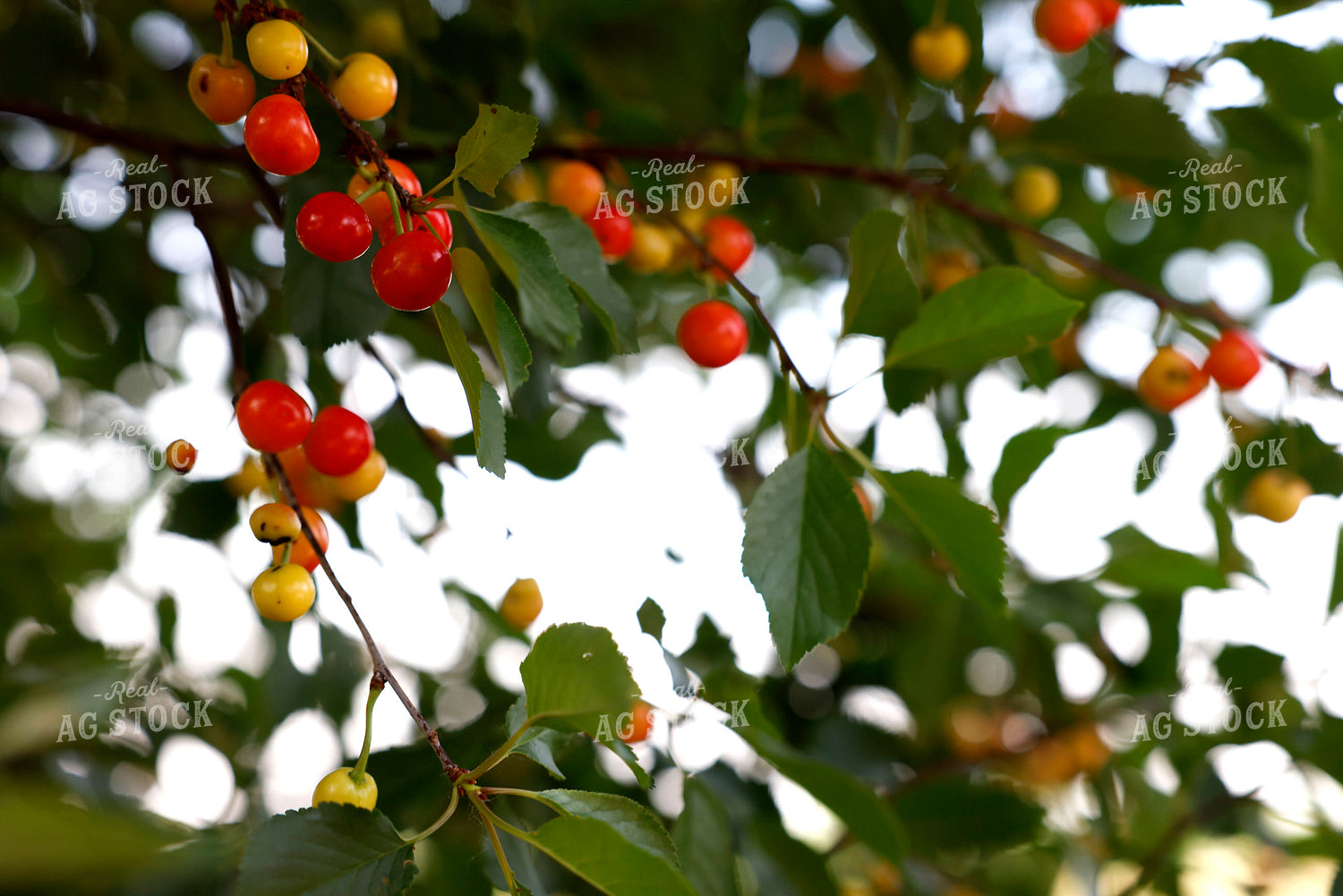 Cherry Tree 129106