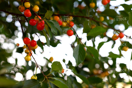 Cherry Tree 129106