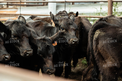 Angus Cattle in Farmyard 114047
