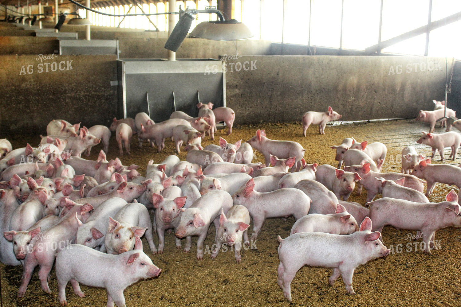Piglets 141210