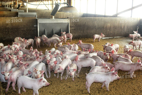 Piglets 141210