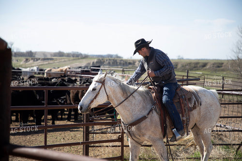 Working Cattle 117296